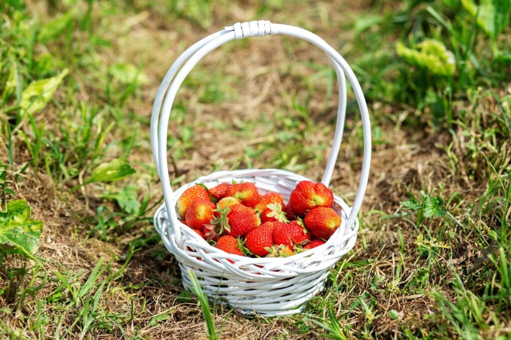 Strawberry plantation on sunny day. Organic product. Self-picking farm. Harvesting. White basket.