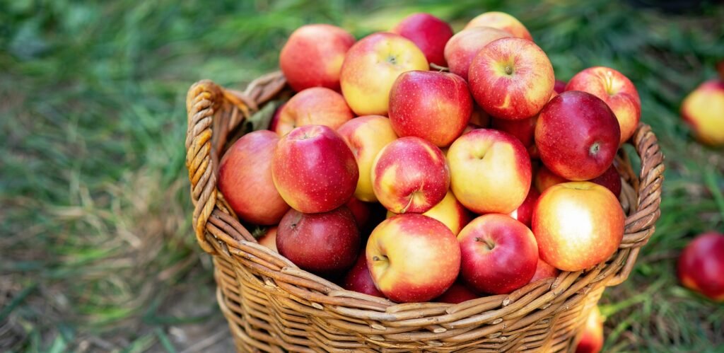 Apple harvest. Ripe red apples in the basket on the green grass.