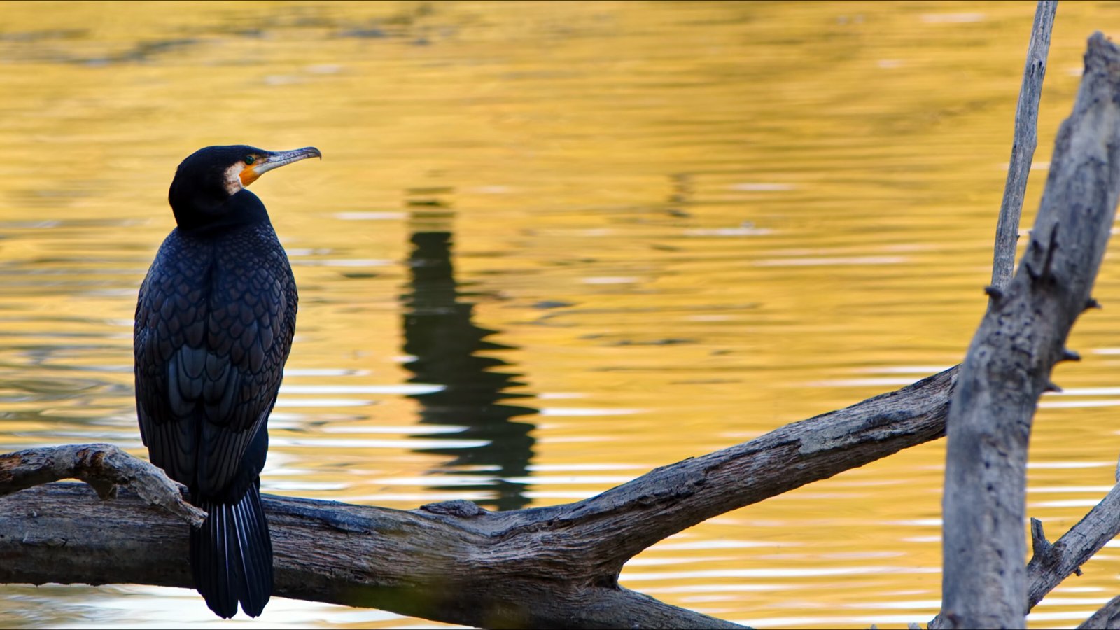 Bird Animal Cormorant on a Dry Tree in Nature