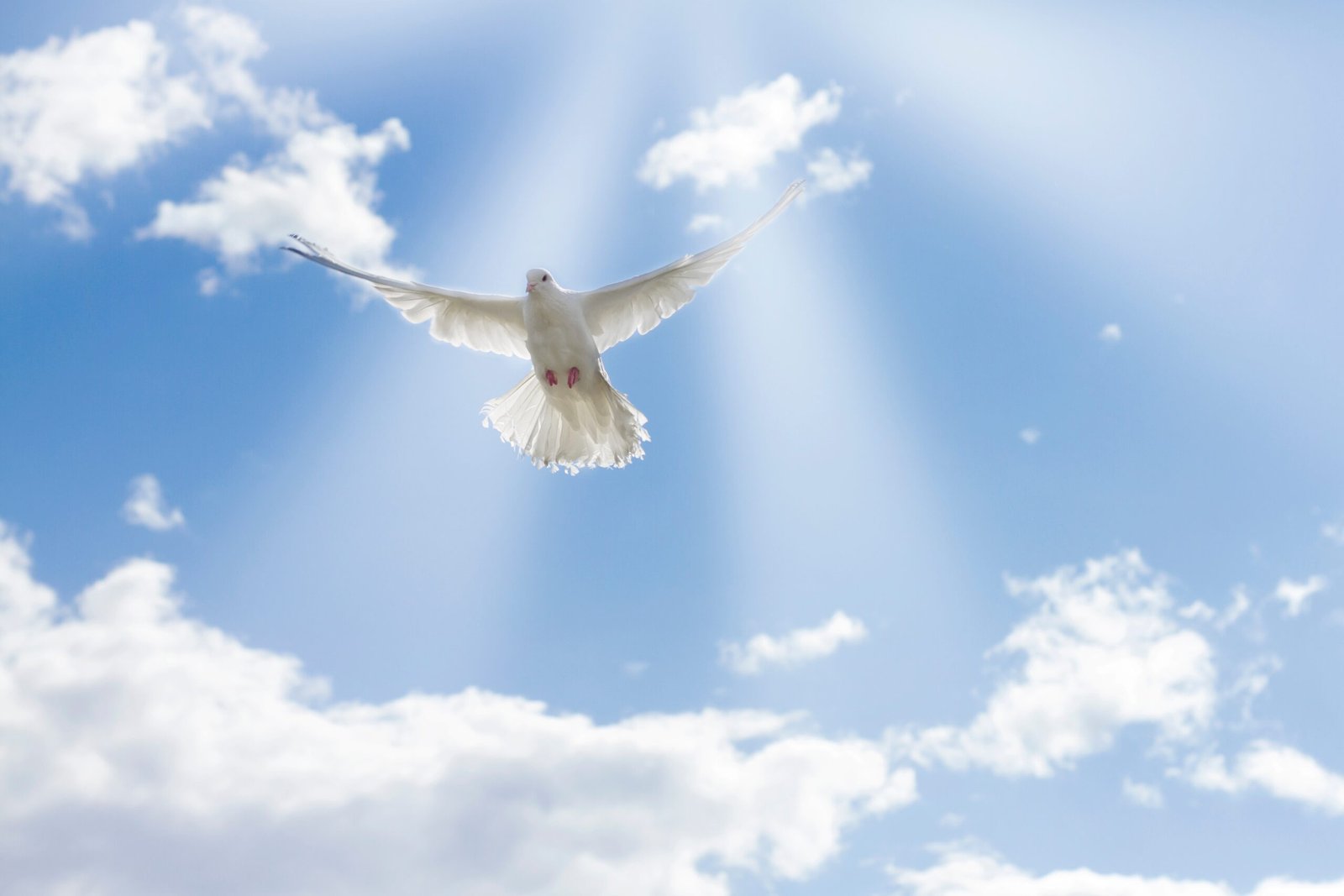 White pigeons,dove flying on blue sky