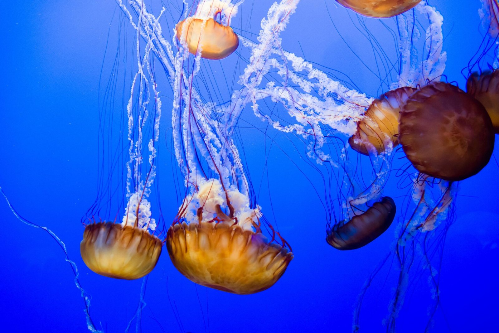 Jellyfish, Beautiful Jellyfish In The Deep Sea Background